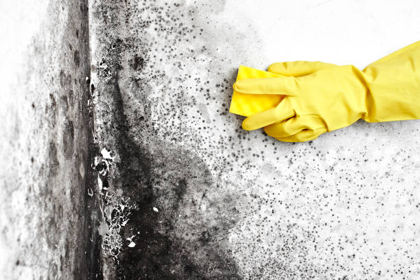 Certified Mold Removal in Dove Valley, CO