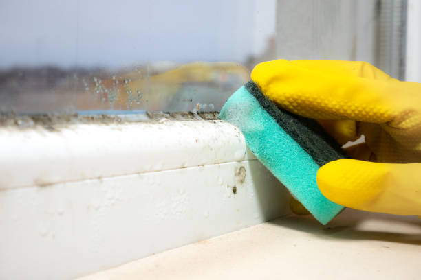 Mold Removal and Inspection in Dove Valley, CO